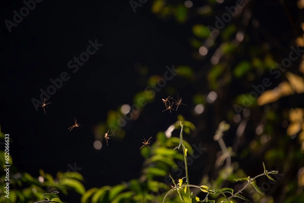 Obraz Pink Flying Bugs