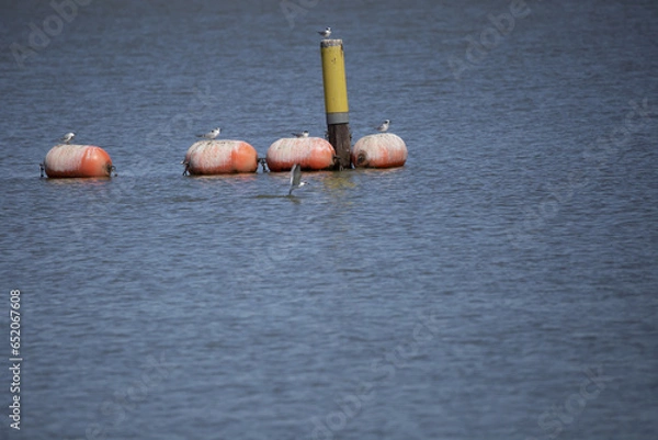 Obraz Nonbreeding Forster's Terns