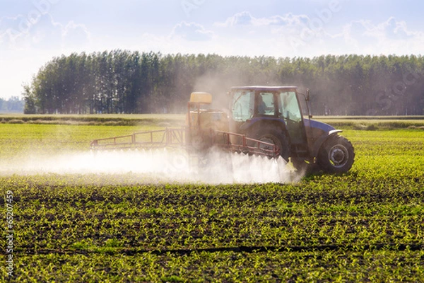 Fototapeta In spring, the corn is sprayed on the tractor.