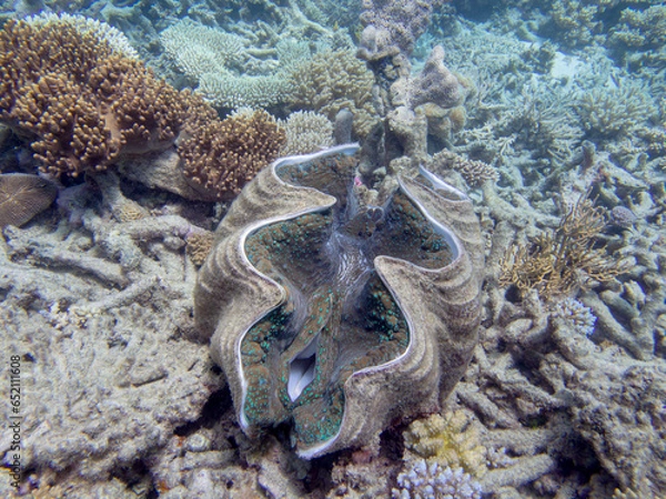 Fototapeta Giant Clam on the Great Barrier Reef, is the largest living bivalve mollusc. Protected in Australia.
