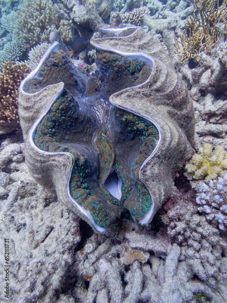 Fototapeta Giant Clam on the Great Barrier Reef, is the largest living bivalve mollusc. Protected in Australia.