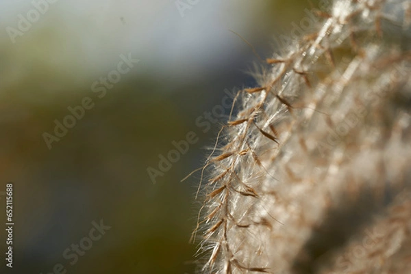 Obraz 冬の朝の蜘蛛の巣に付いた水滴