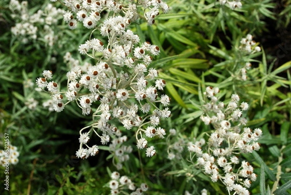 Fototapeta Anaphalis  margaritacea