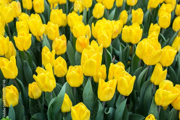 Fototapeta Beautiful flowers of tulip in the garden at Singapore.