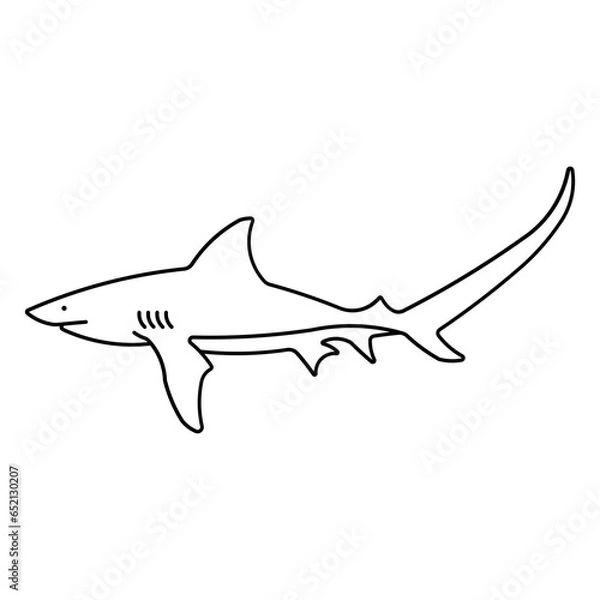 Obraz thresher shark
