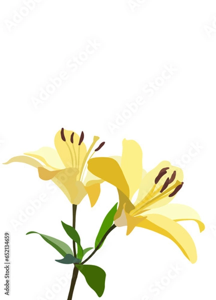 Obraz Lily flower. Colorful vector yellow  lily flowers isolated on a white background.Blooming lily flower