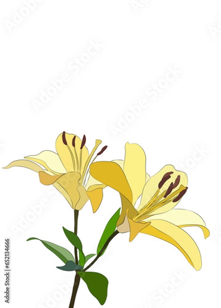 Obraz Lily flower. colorful vector lily flowers isolated on a white background.Blooming lily flower