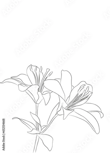 Fototapeta Llily flower. Vector black contour of lily flowers isolated on a white background.Blooming lily flower