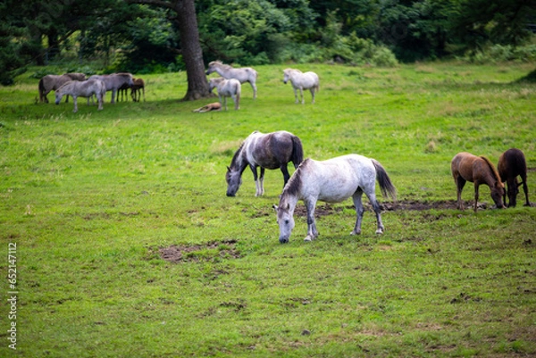 Obraz 대한민국 제주도에 있는 유명한 관광 명소인 제주마 목장의 아름다운 여름 풍경이다.
