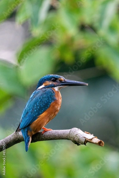 Fototapeta Colorful king fisher bird on a branch of a tree waiting to catch a fish in the Netherlands. Green leaves in the background.