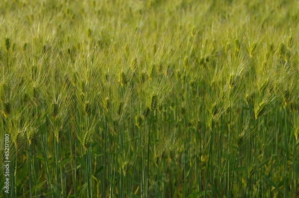 Fototapeta 六条大麦