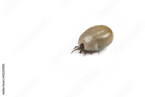 Fototapeta The mite is isolated on a white background.