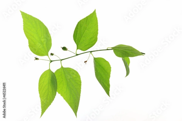 Obraz Zürgelbaum (Celtis australis)