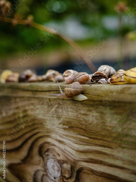 Fototapeta Vertical selective focus of a snail on a wooden bench