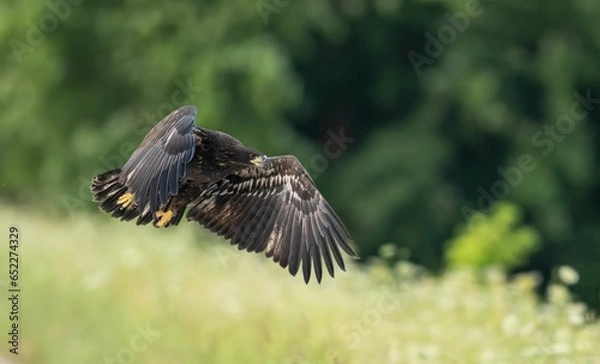 Fototapeta White-tailed eagle soaring through the air in front of a lush green landscape of grass and trees