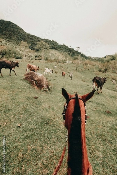 Fototapeta Vertical POV of an equestrian looking at horses on the green field