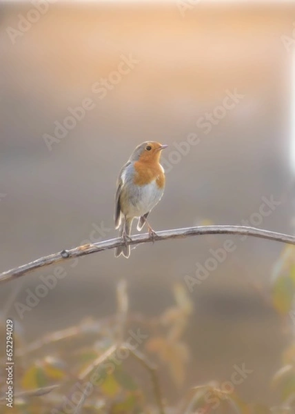 Fototapeta Solitary European robin stands on a thin branch, silhouetted against a backdrop of bright sunlight