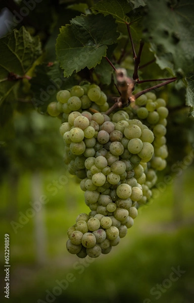 Obraz grapes on vine