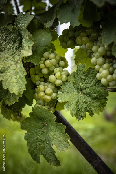 Obraz grapes on the vine
