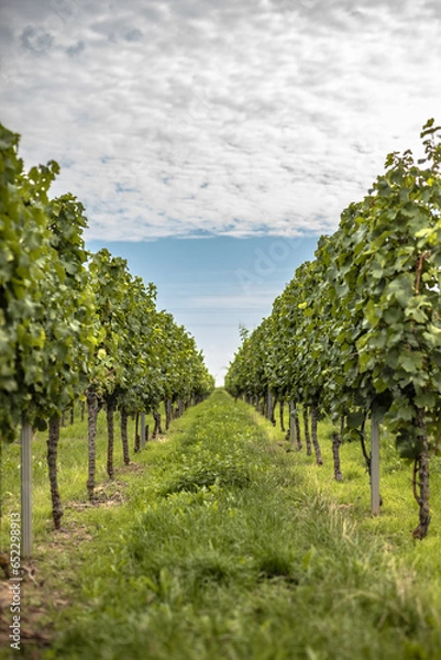 Obraz landscape with vineyard