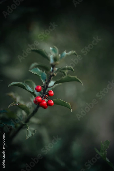 Fototapeta red berries on a bush