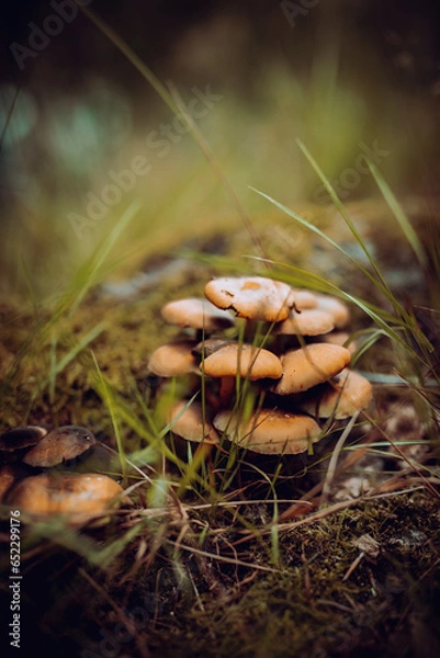 Fototapeta mushrooms in the forest