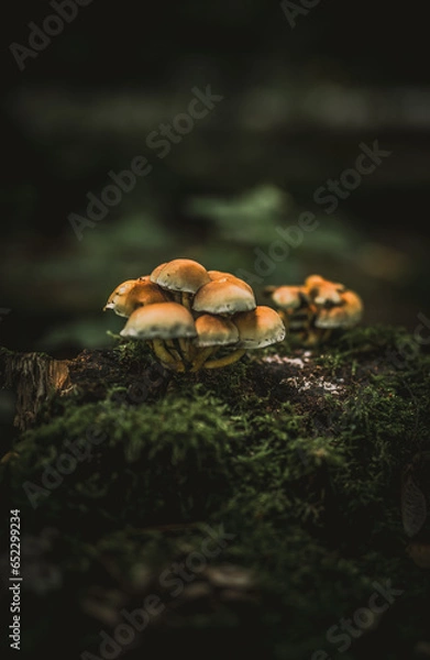 Fototapeta mushroom in the forest