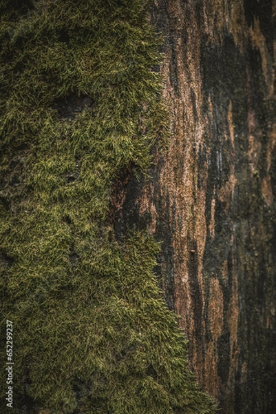 Obraz pine forest in the morning
