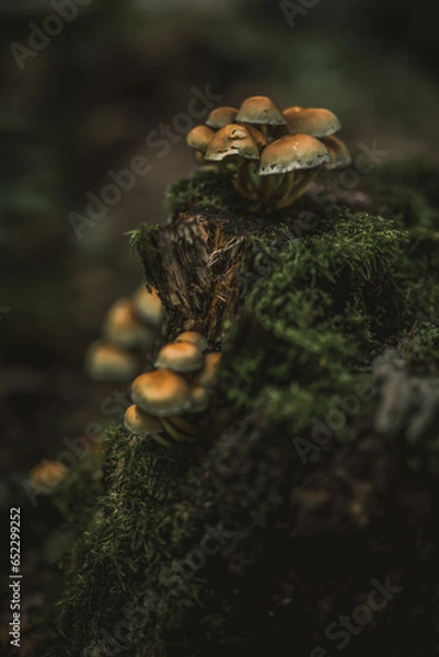 Fototapeta mushroom in the forest