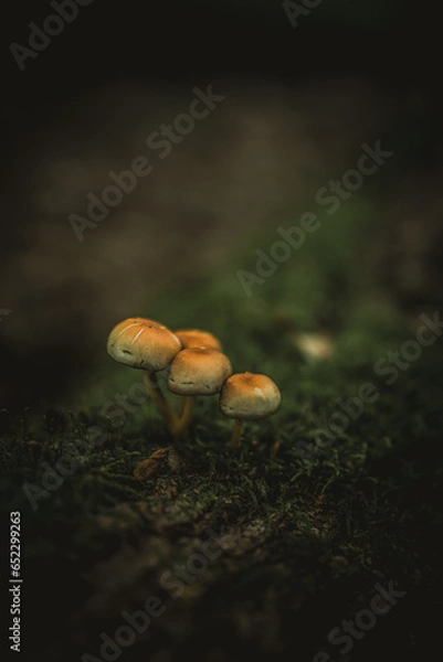 Fototapeta mushrooms in the forest
