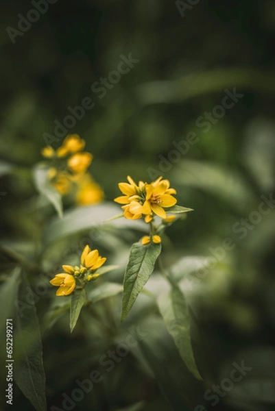 Fototapeta yellow flowers in the garden