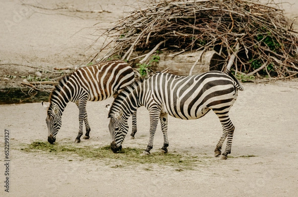 Fototapeta zebra in the serengeti