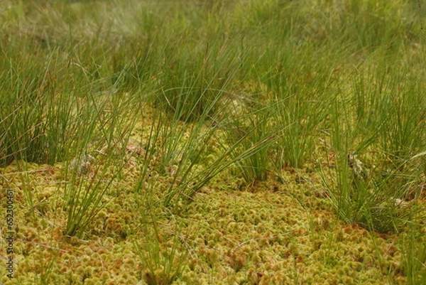 Fototapeta Moss on the surface of the swamp. Background with green swamp vegetation.