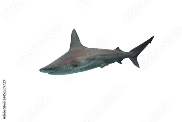 Fototapeta Shark isolated on white background
