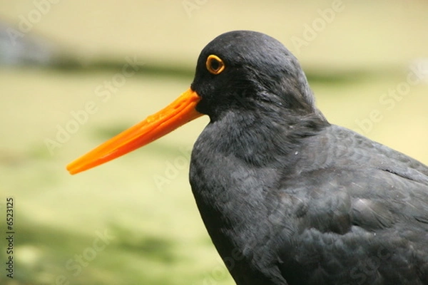 Fototapeta Austernfischer