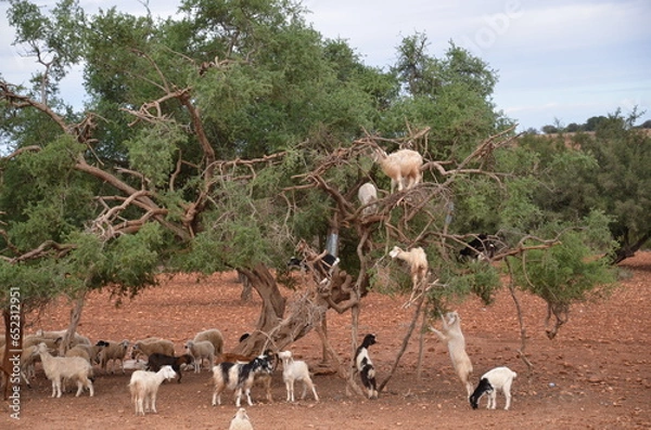 Obraz Goats in the argan tree