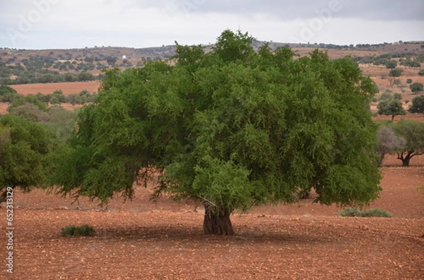 Obraz Argan tree in Marocko
