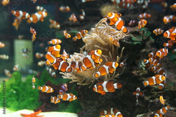 Fototapeta Clownfische