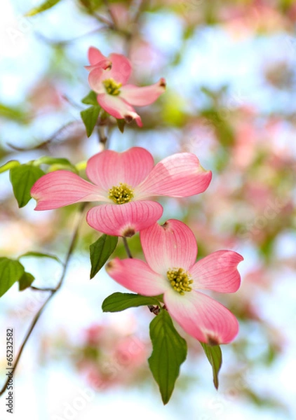 Obraz ハナミズキ