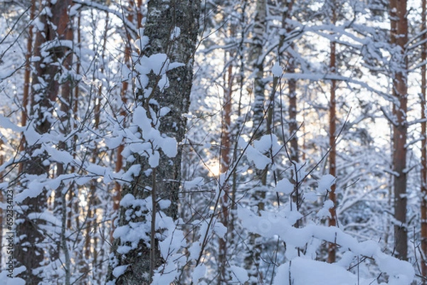 Fototapeta Winter forest