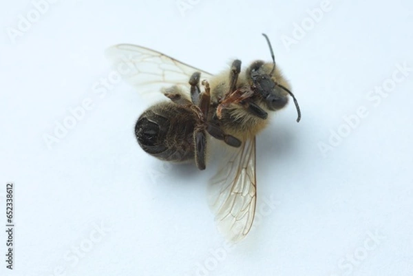 Fototapeta One honey bee on white background, macro view