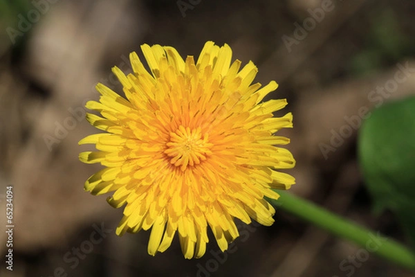 Fototapeta Dandelion