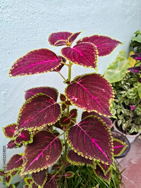 Fototapeta Coleus plant 