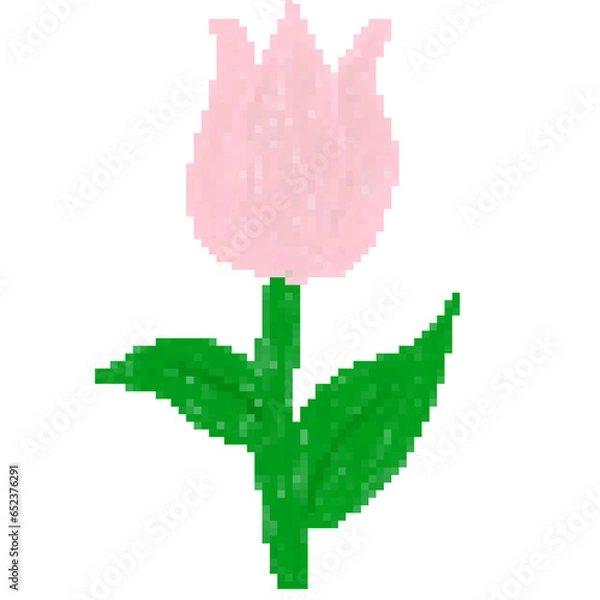 Obraz pink tulip isolated