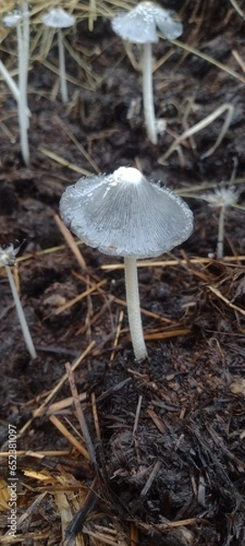 Obraz mushroom in the forest