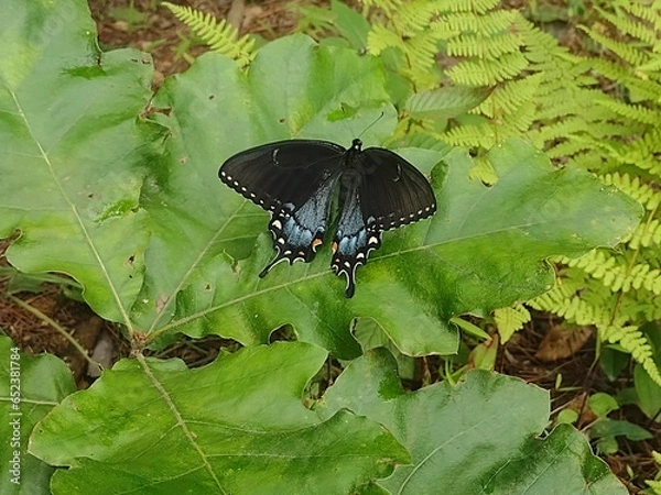 Obraz Monarch Butterfly 