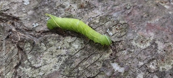 Obraz caterpillar on a leaf