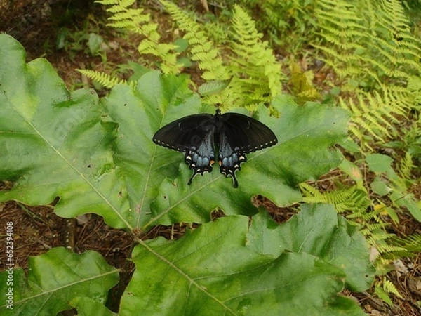 Obraz butterfly on the leaf