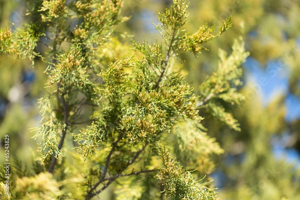 Fototapeta Thuja orientalis Pine Tree