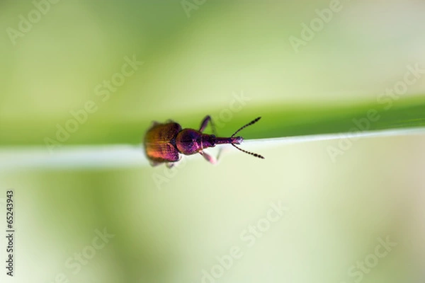 Fototapeta small insect in nature. macro